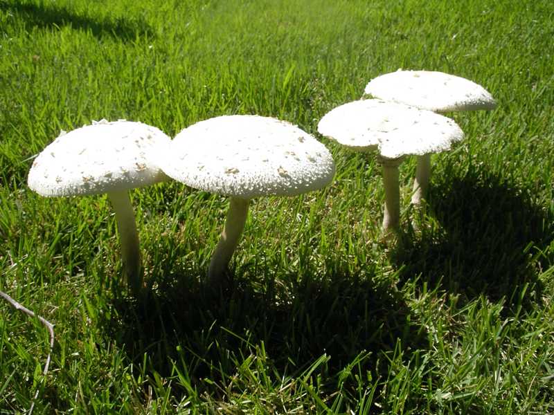Lawn Mushrooms and Fairy Rings